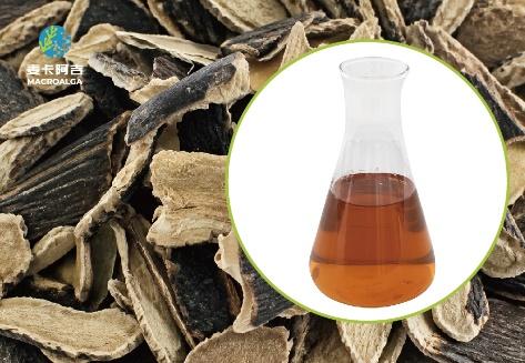 Reliable Ecklonia maxima Extract Supplier: Sourcing Pure and Potent Seaweed Extracts